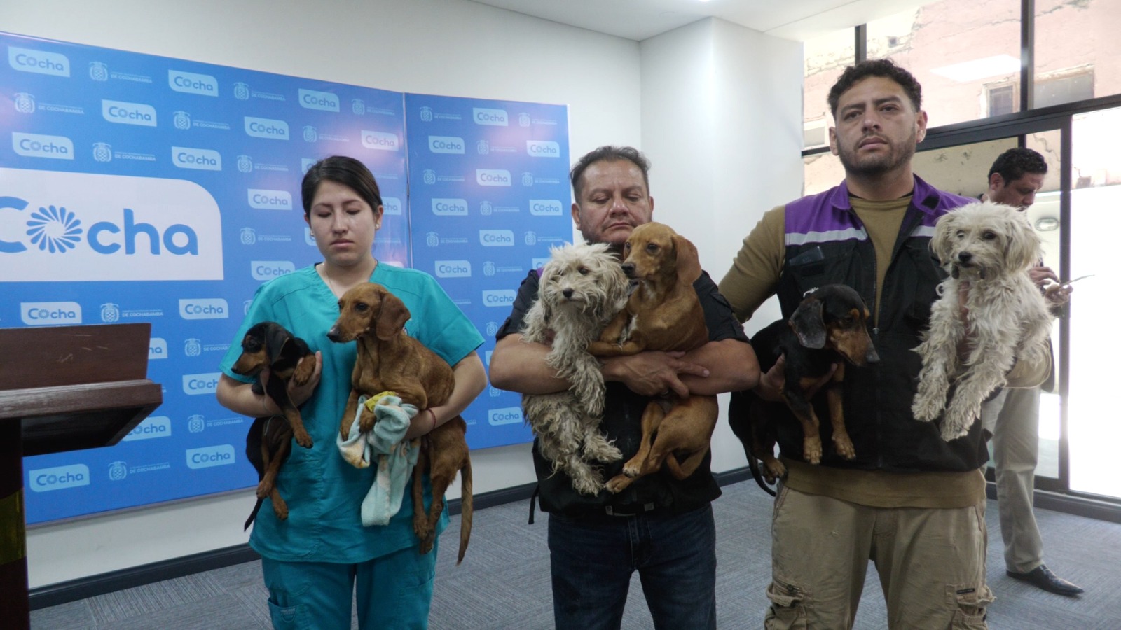 ZOONOSIS LOGRA SALVAR VIDAS DE PERROS SALCHICHAS Y MESTIZOS, TRAS DENUNCIA DE MALTRATO ANIMAL